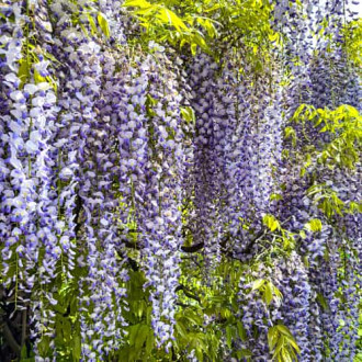 Wisteria floribunda Domino, С2 interface.image 12