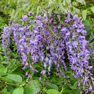 Wisteria floribunda Multijuga, С2