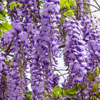 Wisteria floribunda Royal Purple, С2 interface.image 15