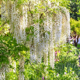 Wisteria floribunda Shiro-noda, С2 interface.image 2