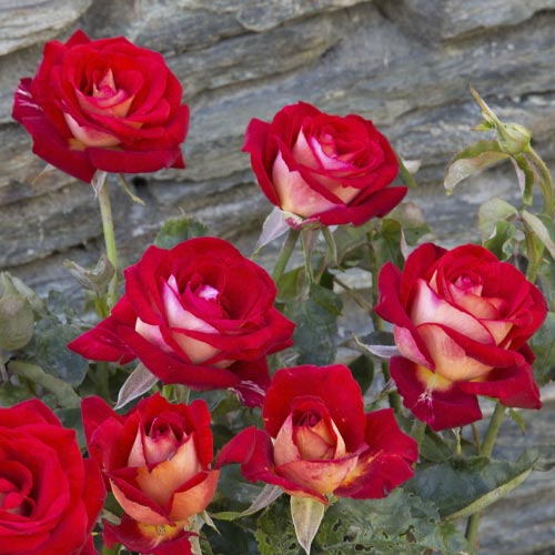 Rosiers à grandes fleurs Bicolette, root ball interface.image 3 interface.art 2106