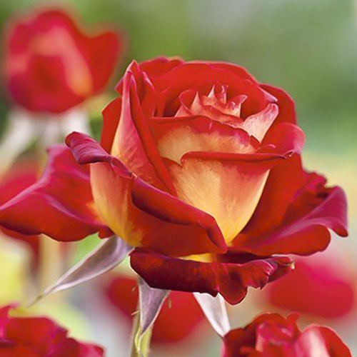 Rosiers à grandes fleurs Bicolette, root ball interface.image 2 interface.art 2106