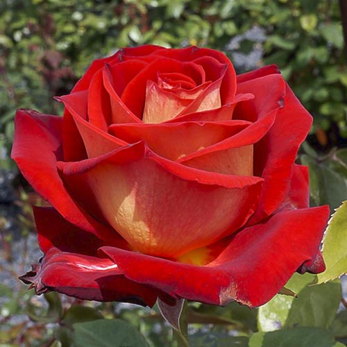 Rosiers à grandes fleurs Bicolette, root ball interface.image 1 interface.art 2106