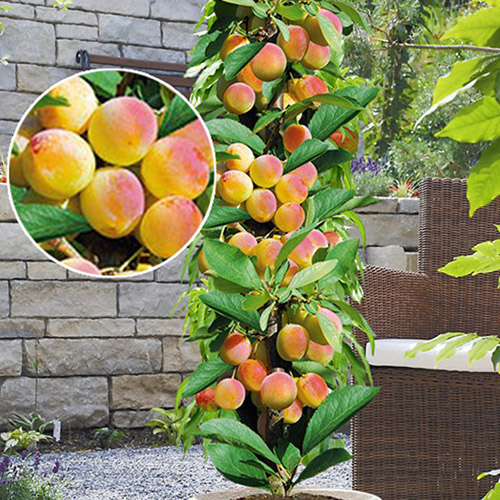 Abricotier colonnaire Prince Mart interface.image 1 interface.art 1901