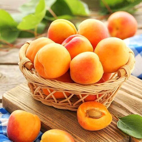 Abricotier Diamond, С2 interface.image 1 interface.art 4277