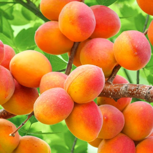 Abricotier Perla, С2 interface.image 1 interface.art 7953