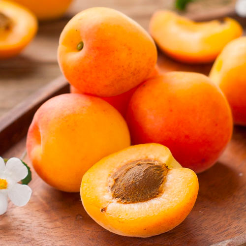 Abricotier South Sea interface.image 1 interface.art 1626