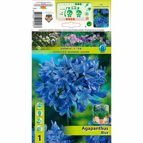 Agapanthus (Lys africain) Blue interface.image 1 interface.art 76157