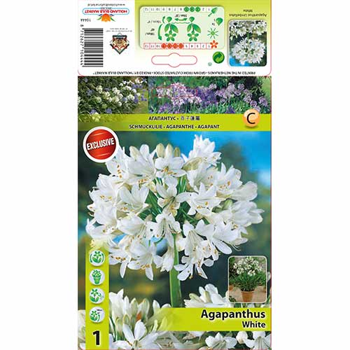 Agapanthus (Lys africain) White interface.image 1 interface.art 76158