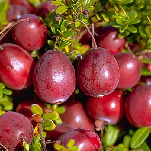 Airelle à gros fruits Ben Lear, P9 interface.image 1 interface.art 9234