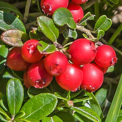 Airelle à gros fruits Early Black, P9 interface.image 1 interface.art 9235