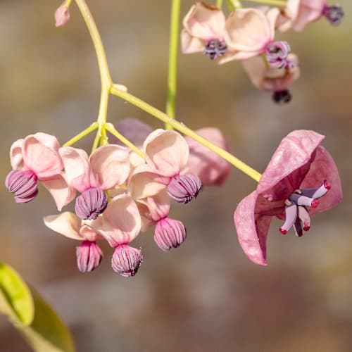 Akébie à cinq folioles Silver Bell's, С2 interface.image 1 interface.art 5451