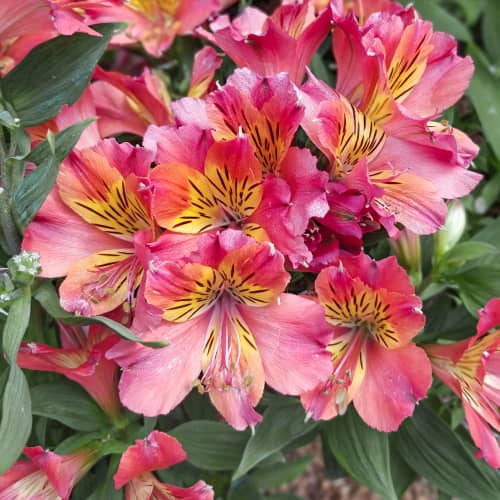 Alstroemeria Valley Girl® Tesvalgirl, С2 interface.image 1 interface.art 5460