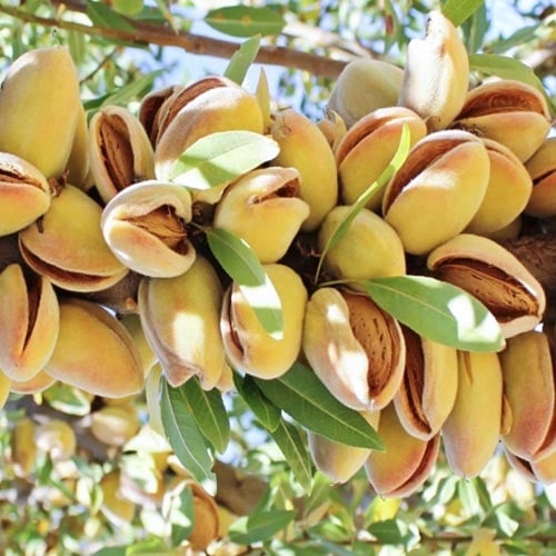 Amandier Avijor, С2 interface.image 1 interface.art 7947