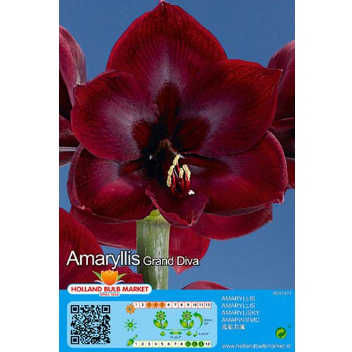 Amaryllis (Hippeastrum) Grand Diva interface.image 1 interface.art 76007