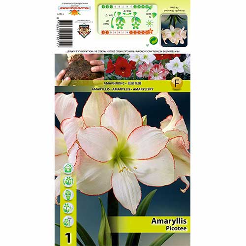 Amaryllis (Hippeastrum) Picotee interface.image 1 interface.art 76013
