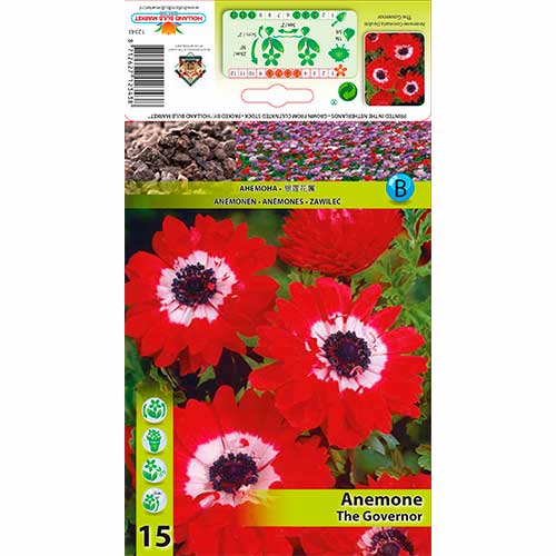 Anémone Double The Governor interface.image 1 interface.art 76169