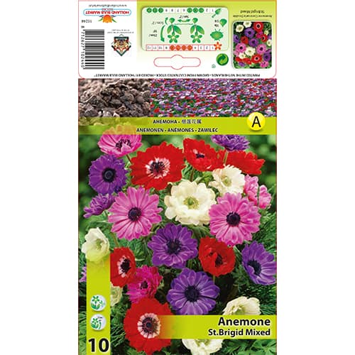 Anemone St. Brigid Mixed interface.image 1 interface.art 76017