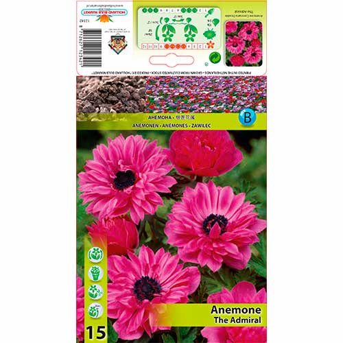 Anemone The Admiral interface.image 1 interface.art 76168