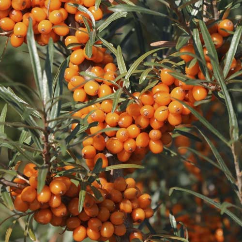 Argousier Eva, С2 interface.image 1 interface.art 8205