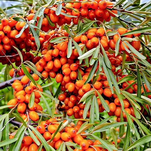 Argousier Friesdorfer Orange, P9 interface.image 1 interface.art 5856