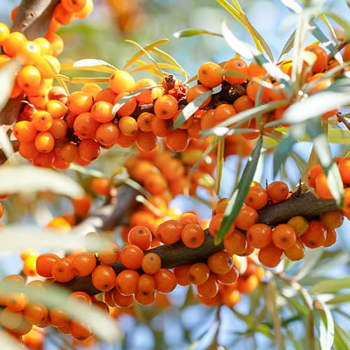 Argousier Nivelana, P9 interface.image 1 interface.art 5857