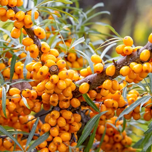 Argousier, P9 interface.image 1 interface.art 8282