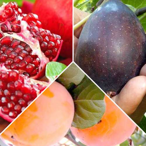 Assortiment de fruits exotiques, 3 plants interface.image 1 interface.art 4878