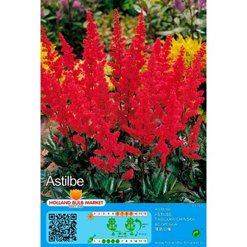 Astilbe Red interface.image 1 interface.art 76378