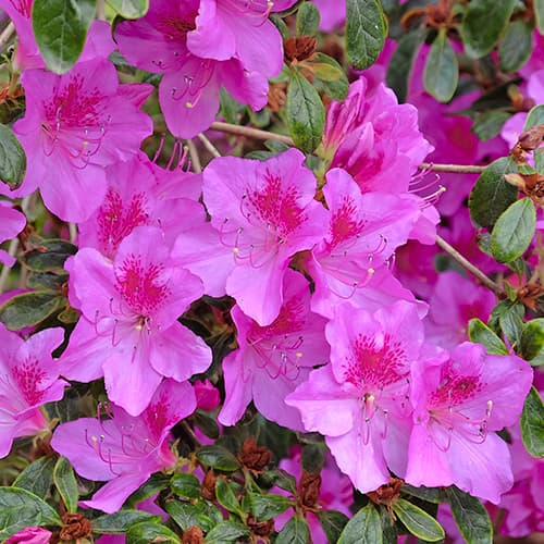 Azalée japonaise Königstein, P9 interface.image 1 interface.art 5643