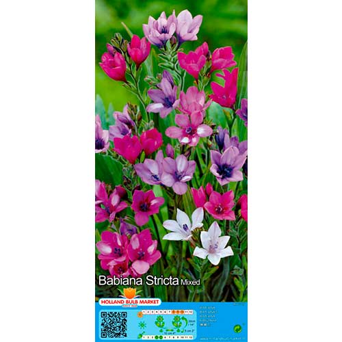 Babiana Stricta Mixed interface.image 1 interface.art 76380