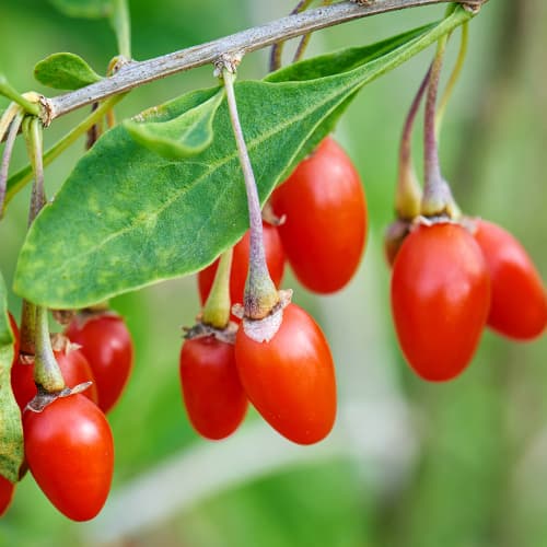 Baie de Goji New Big, P9 interface.image 1 interface.art 9322