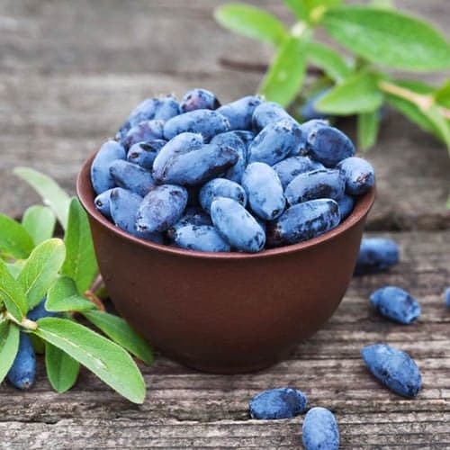 Baie du Kamtchatka Aurora, P9 interface.image 1 interface.art 1584