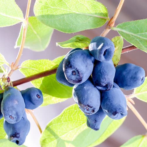 Baie du Kamtchatka de Sinoglaska, P9 interface.image 1 interface.art 9228