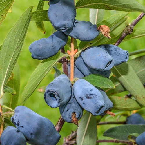 Baie du Kamtchatka Honeybee, P9 interface.image 1 interface.art 1586