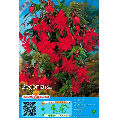 Bégonia Red interface.image 1 interface.art 76392