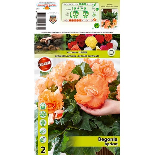 Bégonia Ruffled Apricot interface.image 1 interface.art 77826
