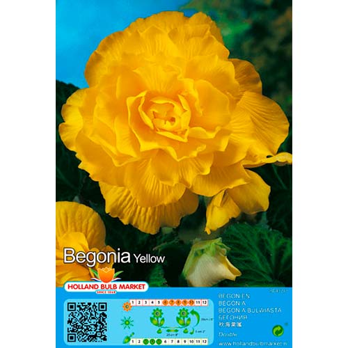 Bégonia Yellow interface.image 1 interface.art 76385