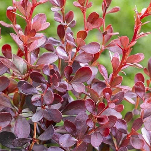 Berberis Thunberga Dart's Red Lady, P9 interface.image 1 interface.art 9001