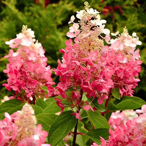 Bouquet d'hortensias Red Star, Р9 interface.image 1 interface.art 5647