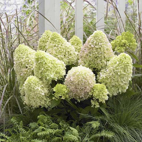 Bouquet hortensia Little Fresco PBR, С2 interface.image 1 interface.art 8223