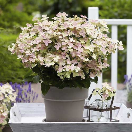 Bouquet hortensia Polestar PBR, С2 interface.image 1 interface.art 8226