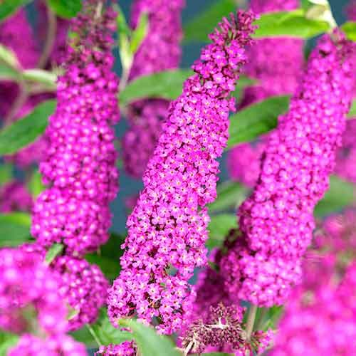Buddleia davidii Summer Beauty, Р9 interface.image 1 interface.art 9660