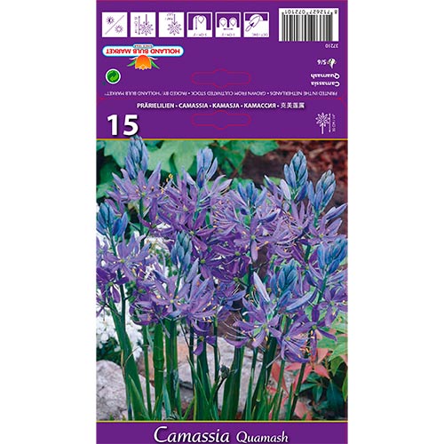 Camassia Quamash interface.image 1 interface.art 67610