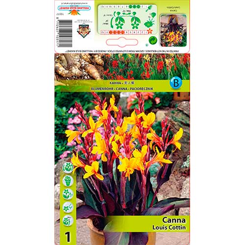 Canna Louis Cottin interface.image 1 interface.art 76196