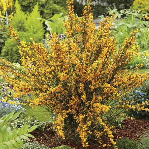 Carthame Apricot Gem, С2 interface.image 1 interface.art 8212