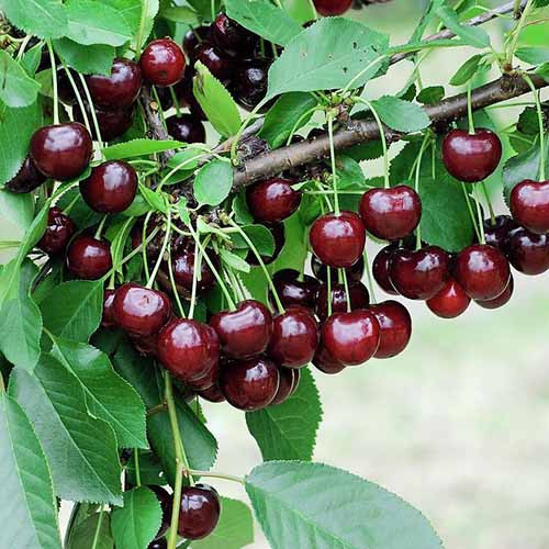 Cerisier Achat, С2 interface.image 1 interface.art 4848