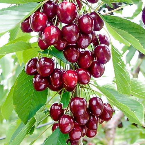 Cerisier colonnaire Caroline interface.image 1 interface.art 1971