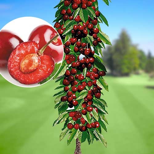 Cerisier colonnaire Queen Marry interface.image 1 interface.art 1921