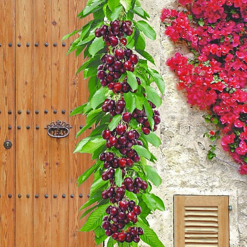 Cerisier colonnaire Victoria interface.image 1 interface.art 1923